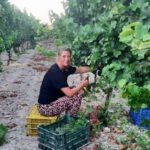 Druiven plukken bij de wijngaard